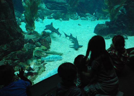 Kids gaze into the Kelp Forest awaiting the fishes feeding time.