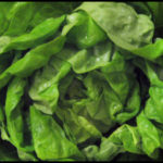 Beautiful butter lettuce ;o)